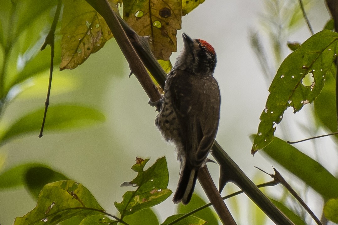 White-wedged Piculet - ML372849181