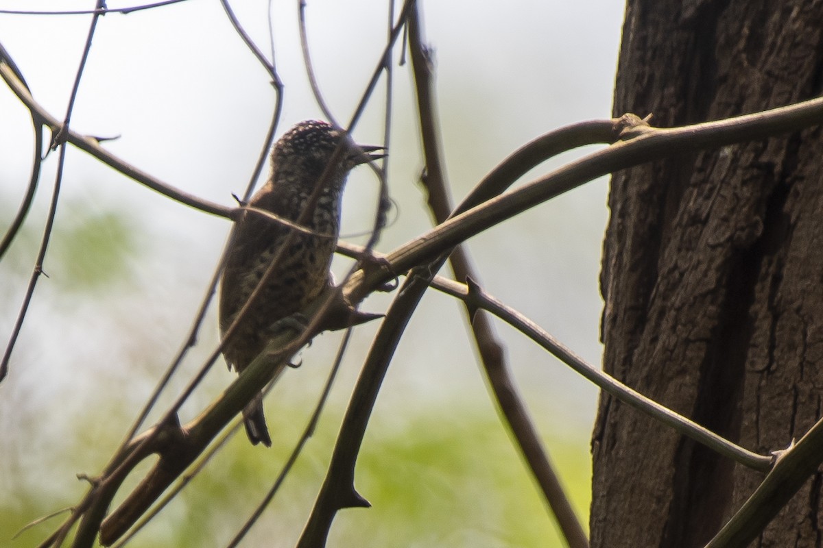 White-wedged Piculet - Luiz Carlos Ramassotti