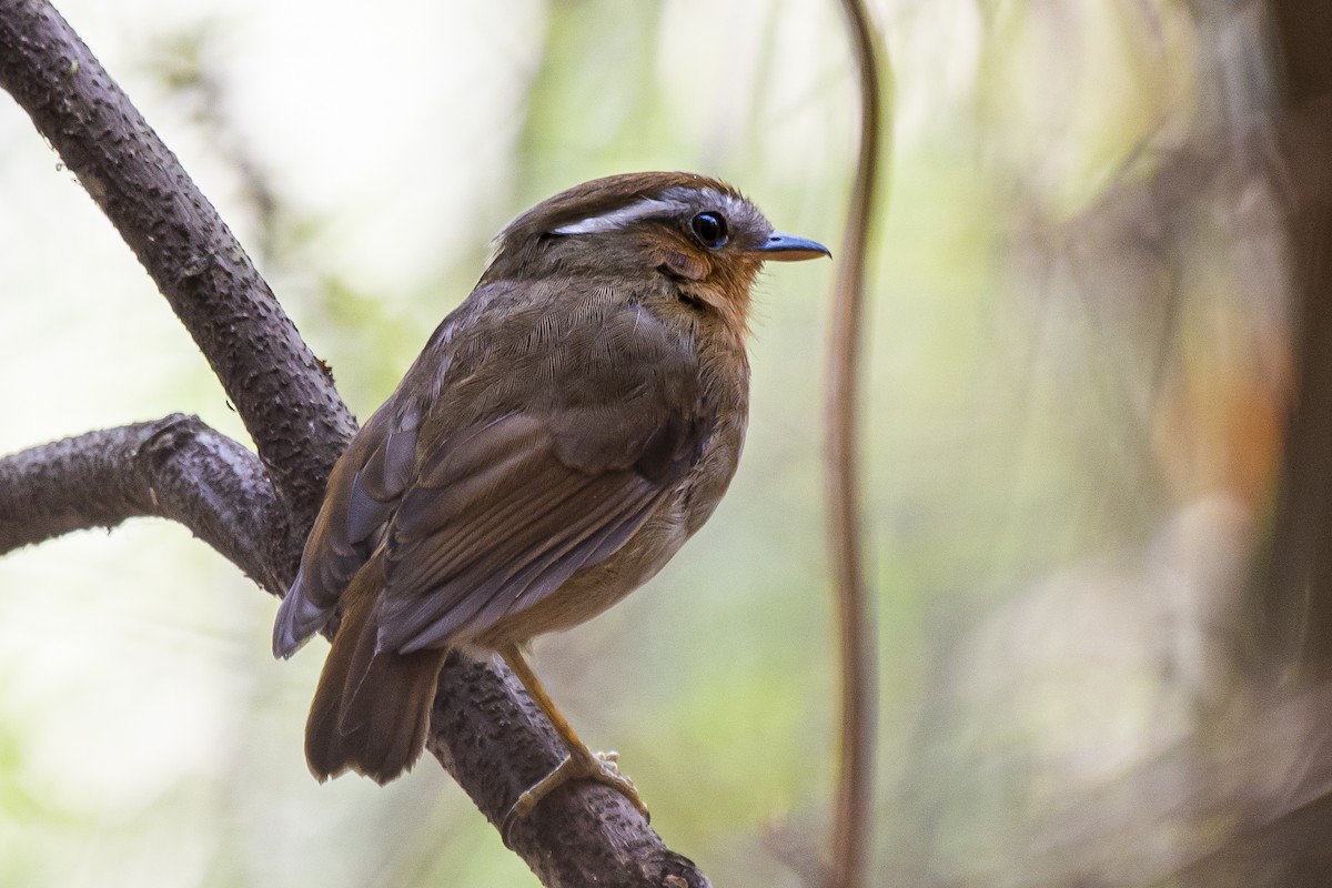 Rufous Gnateater - ML372849511