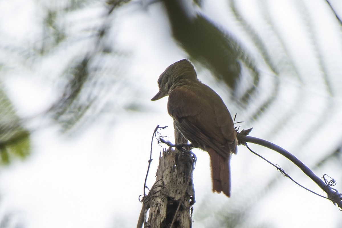 Streaked Xenops - Luiz Carlos Ramassotti