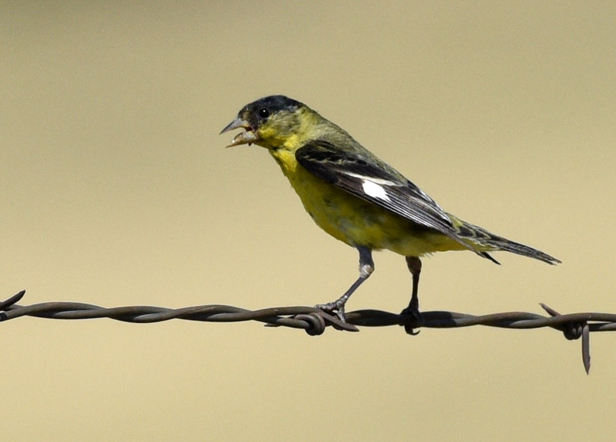 Lesser Goldfinch - ML372852021