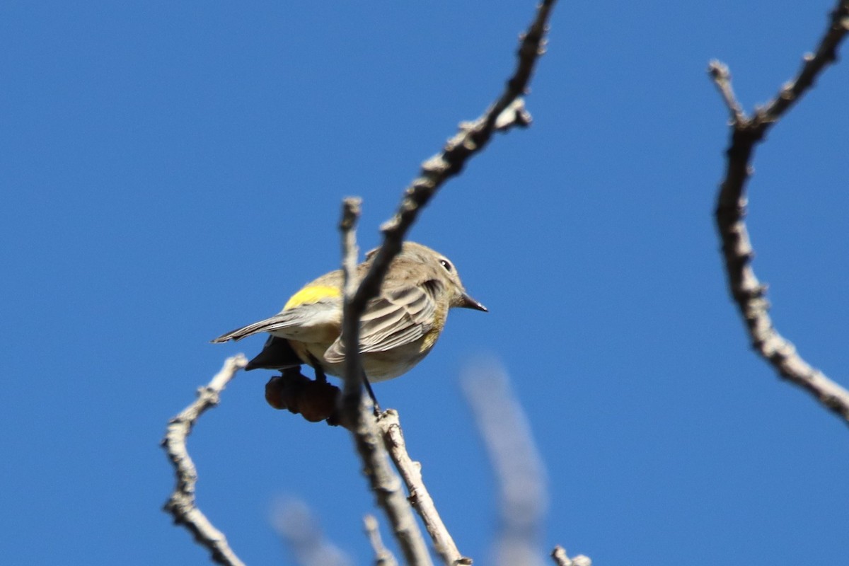 Yellow-rumped Warbler (Myrtle) - ML372852101