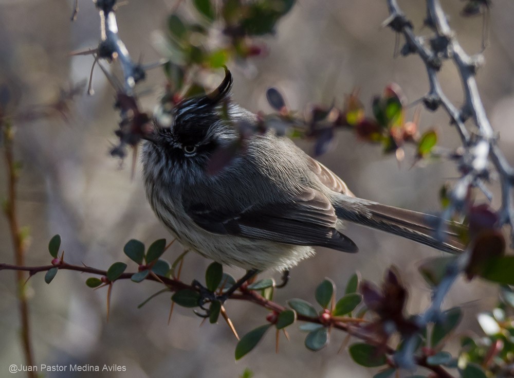 Tufted Tit-Tyrant - ML372852361