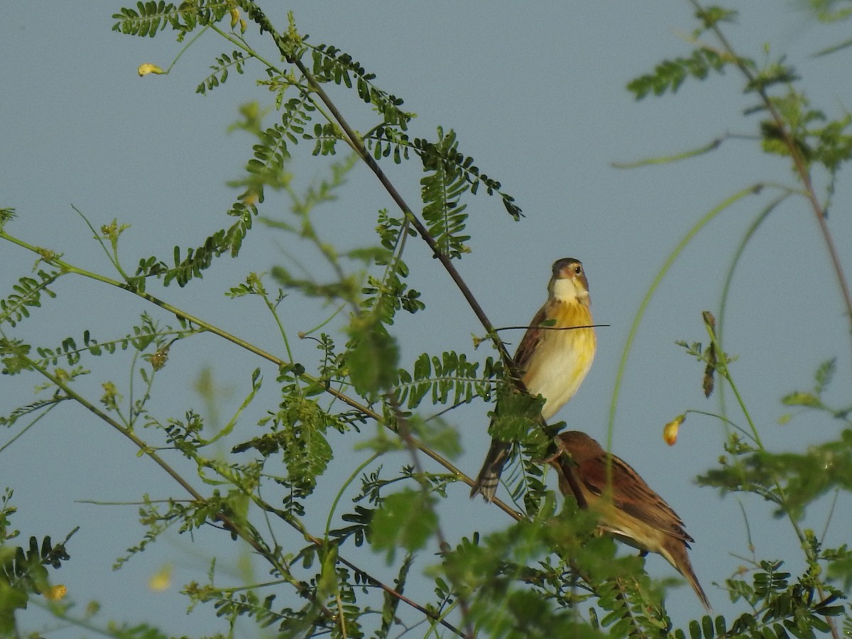 Dickcissel - ML372852751