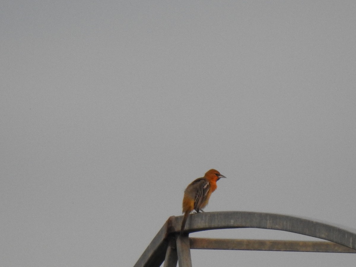 Streak-backed Oriole - ML372853491