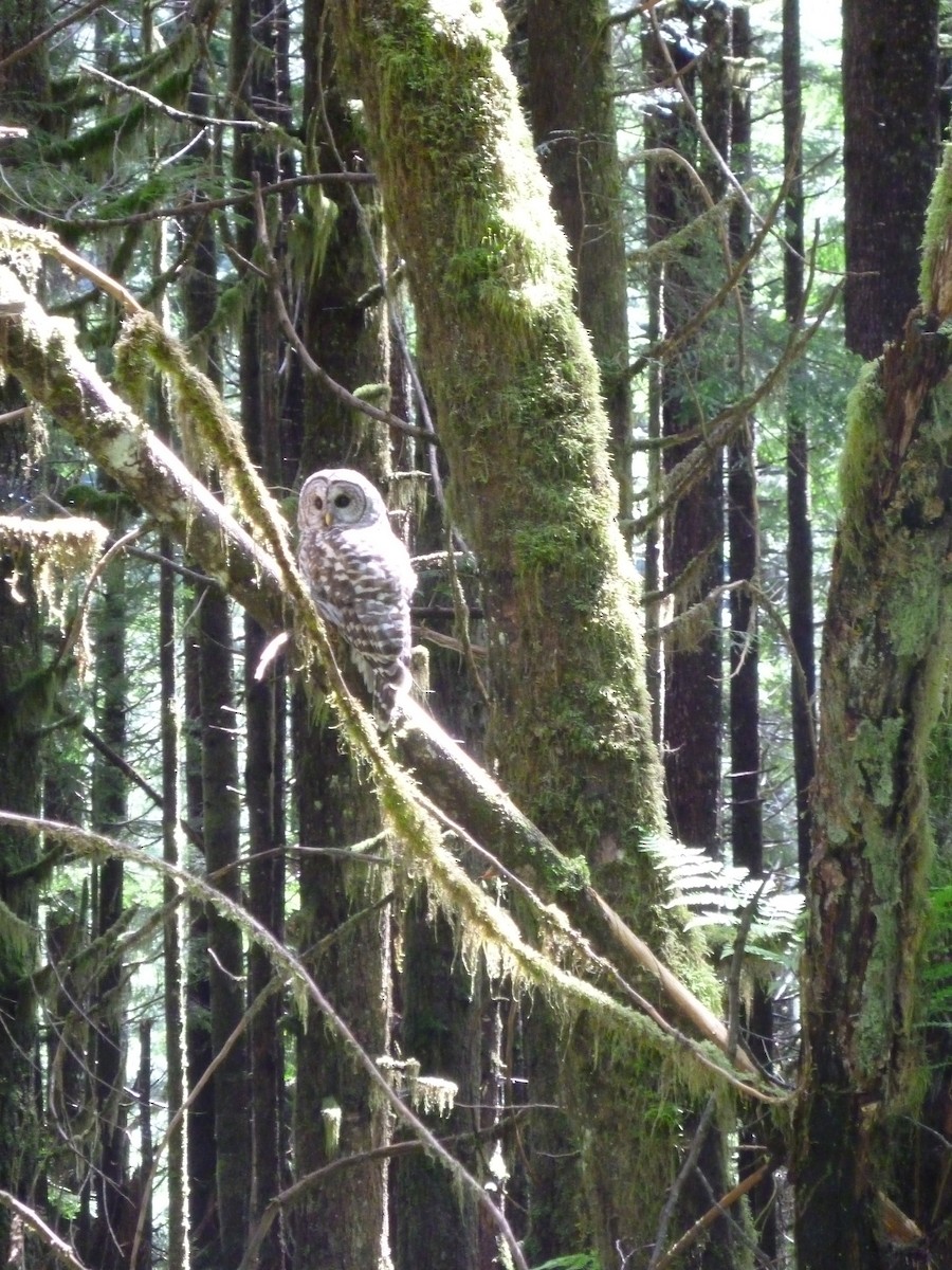 Barred Owl - ML372853921