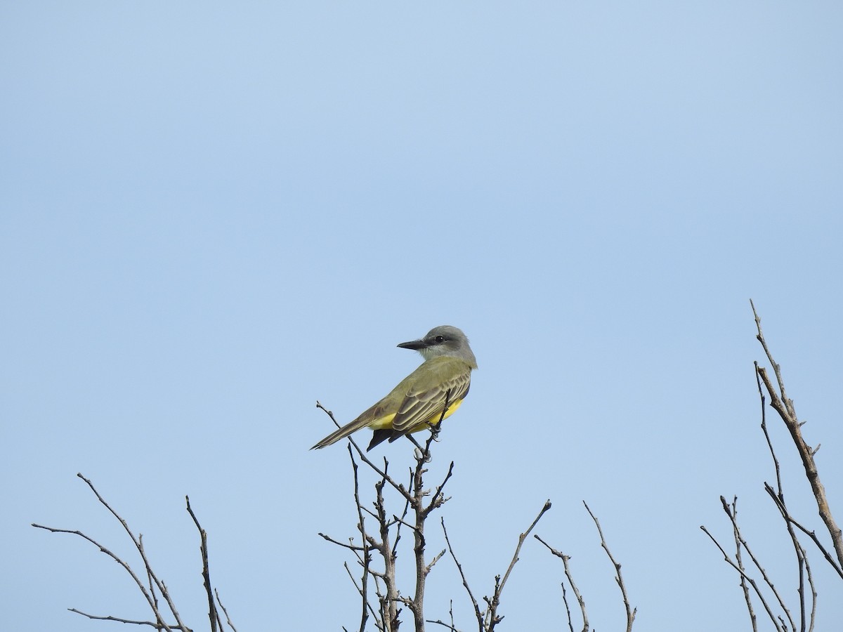 Tropical Kingbird - ML372854721