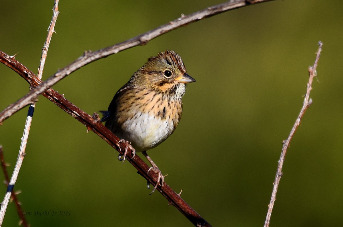 Lincoln's Sparrow - ML372855521