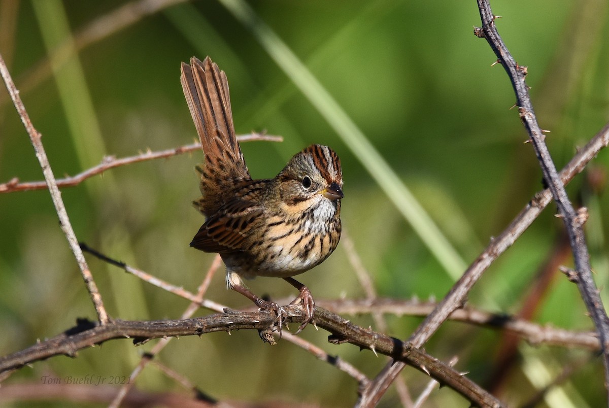 Lincoln's Sparrow - ML372855531