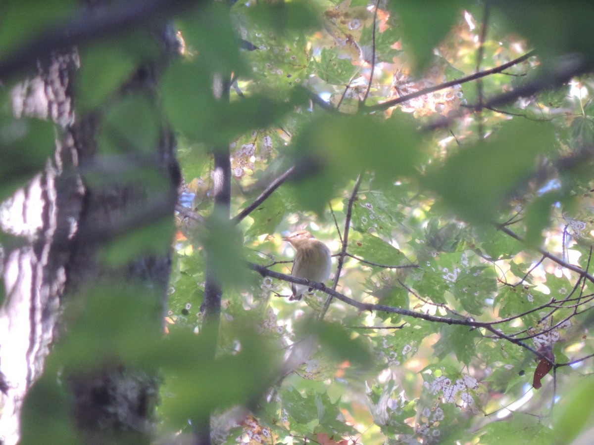 Blackpoll Warbler - Brian McKay