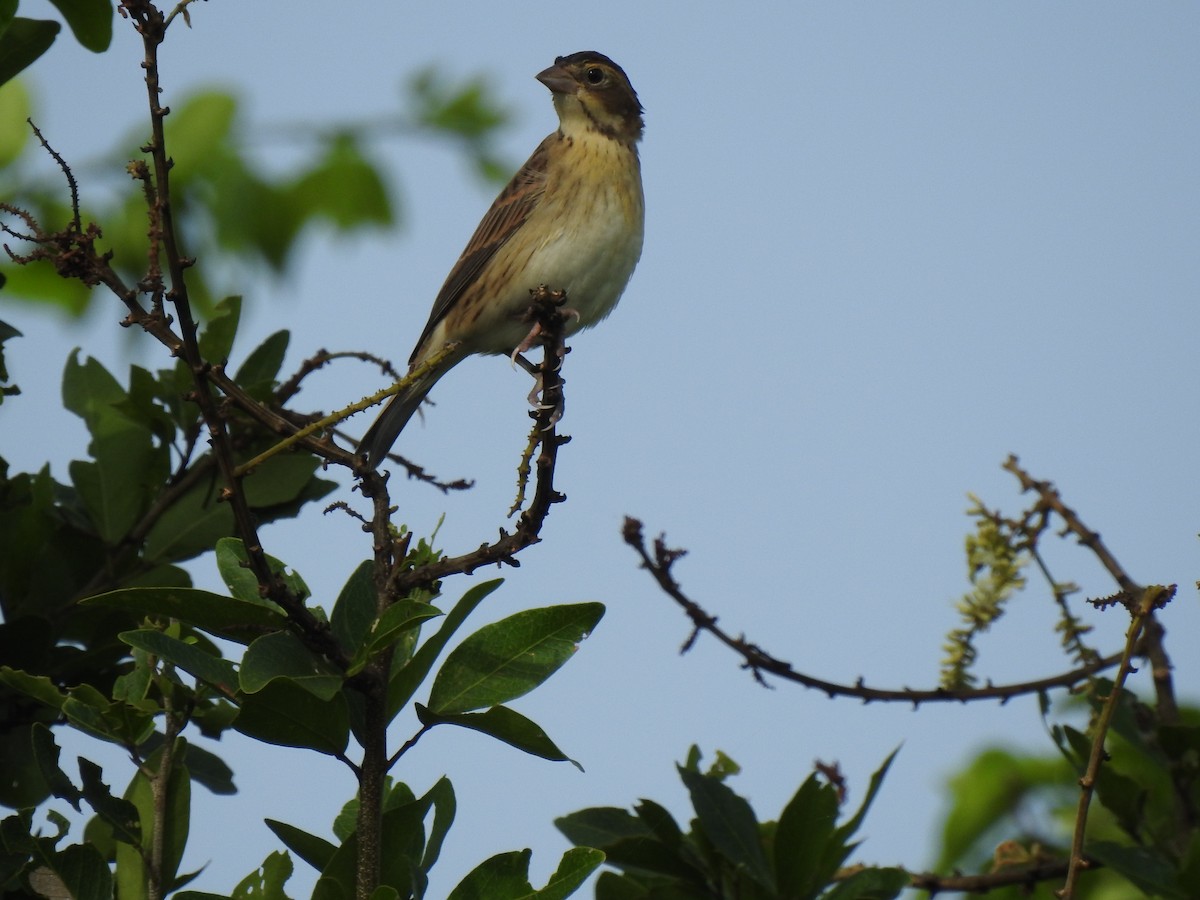 Dickcissel - ML372855571