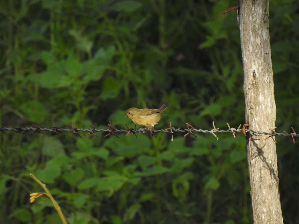 Cinnamon-rumped Seedeater - ML372855871