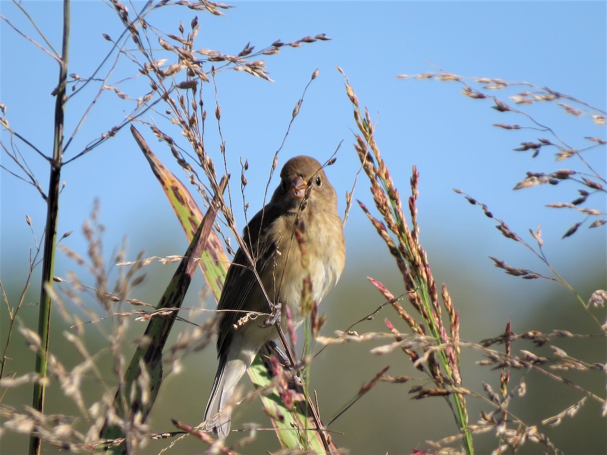 Indigo Bunting - Bev Brondel