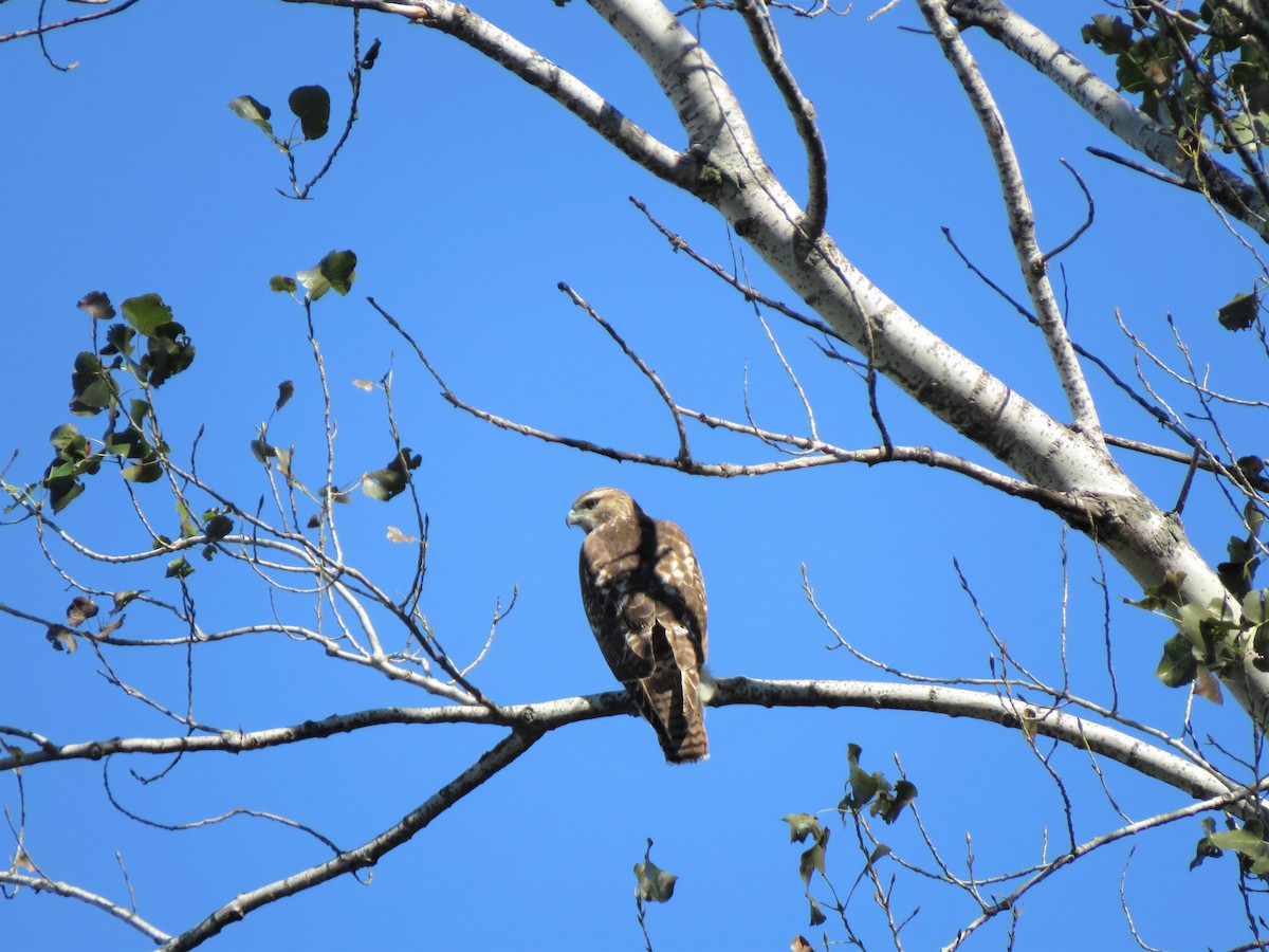 Red-tailed Hawk - Bev Brondel