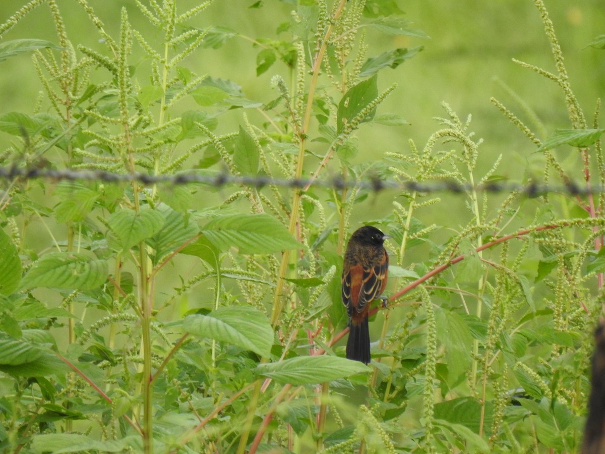 Orchard Oriole - ML372856431