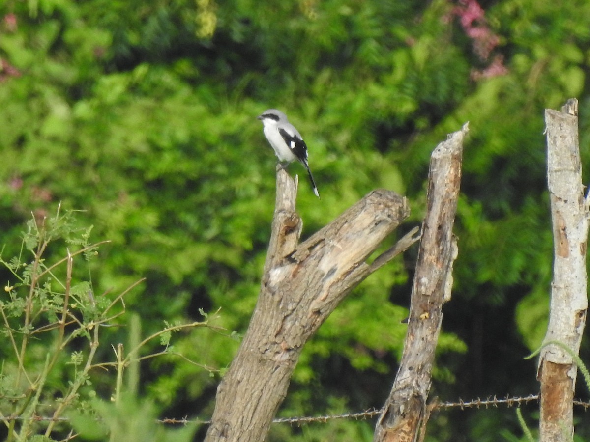 Loggerhead Shrike - ML372858531