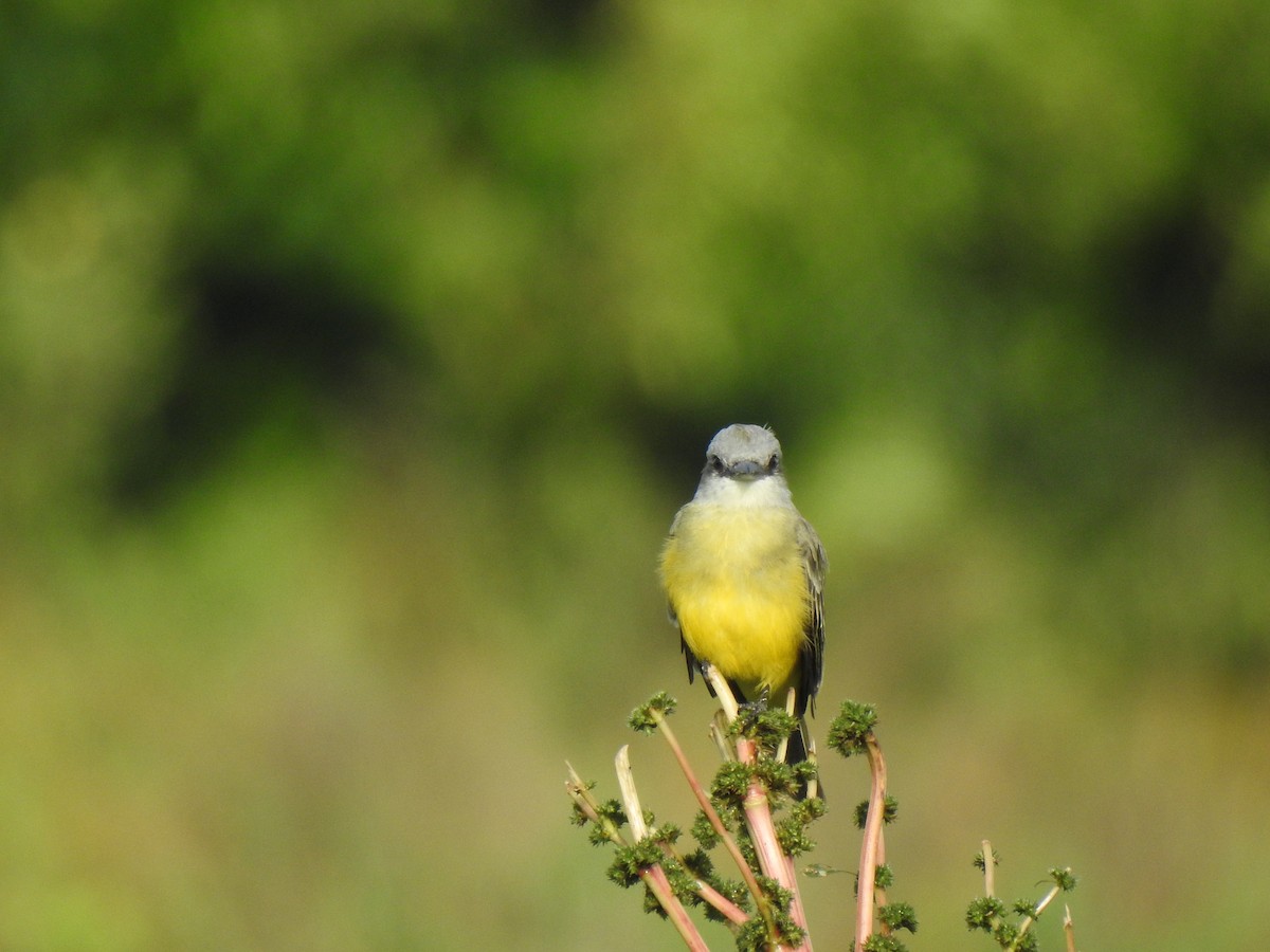 Tropical Kingbird - ML372858631