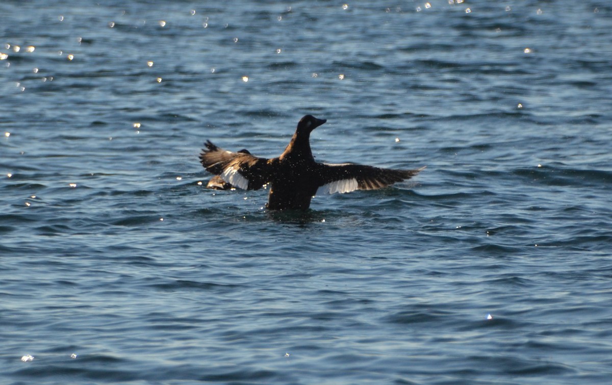 White-winged Scoter - Jill Rain