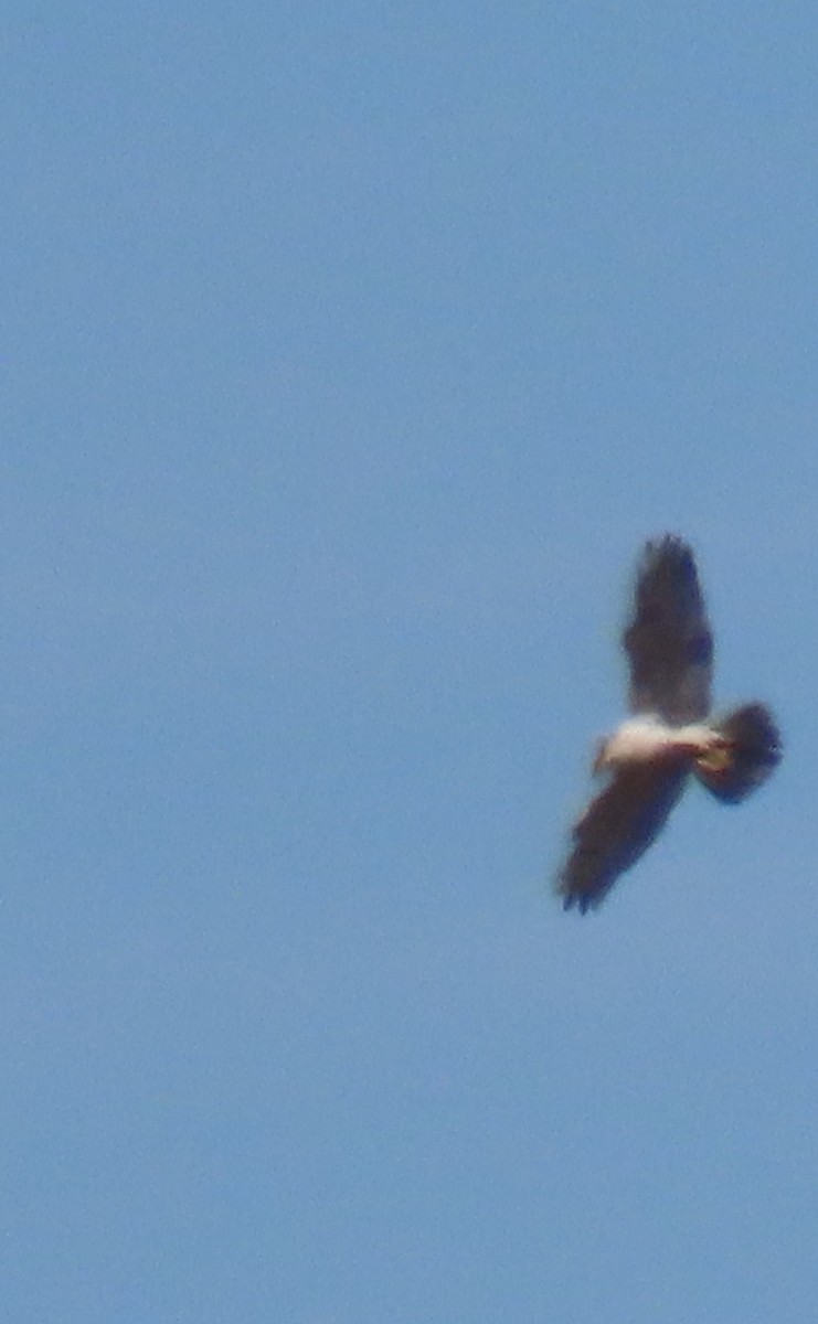 Ferruginous Hawk - ML372858911