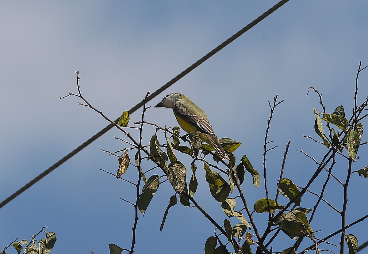 Couch's Kingbird - ML372859941