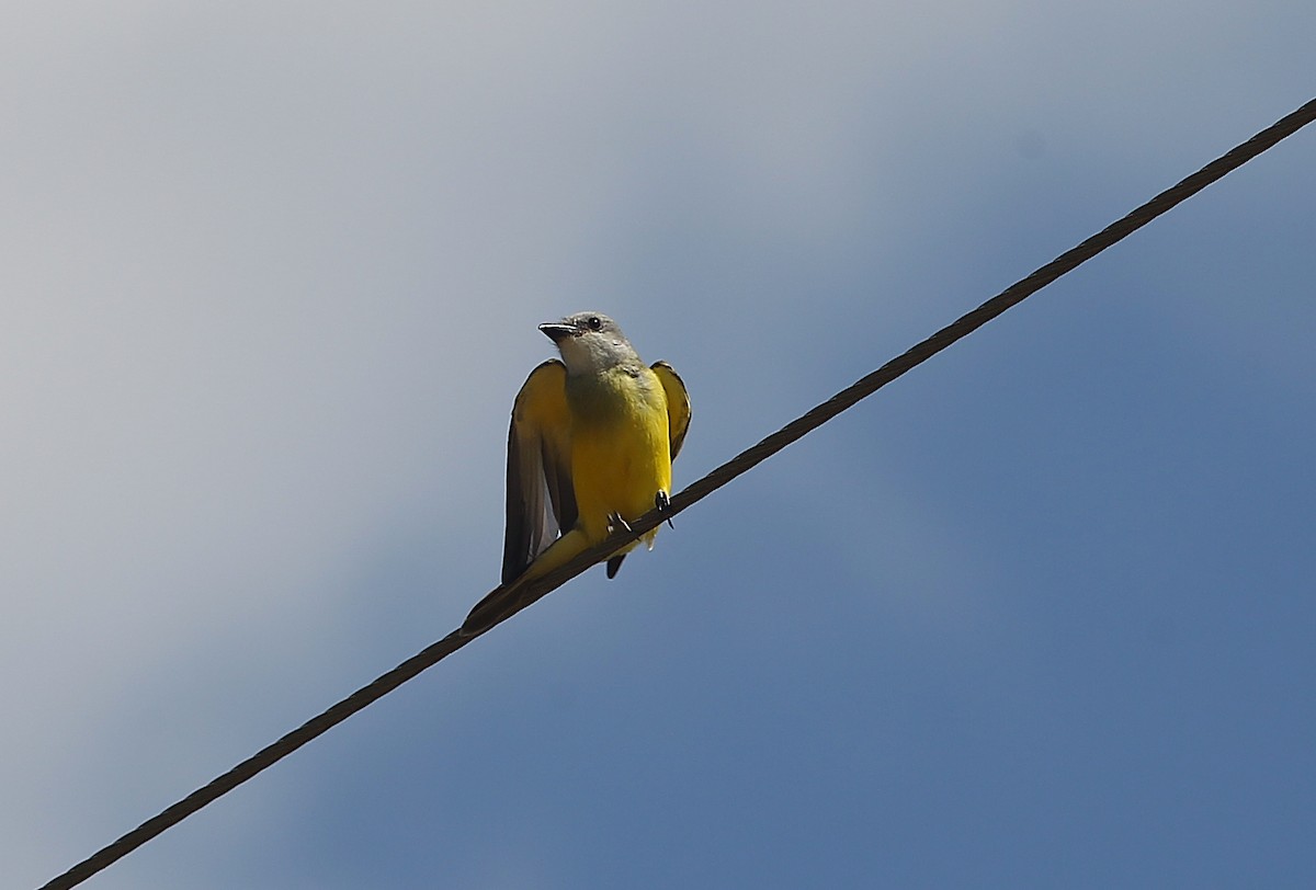 Couch's Kingbird - ML372860051