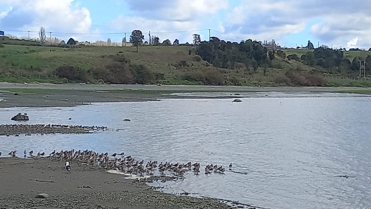 Hudsonian Godwit - ML372861621