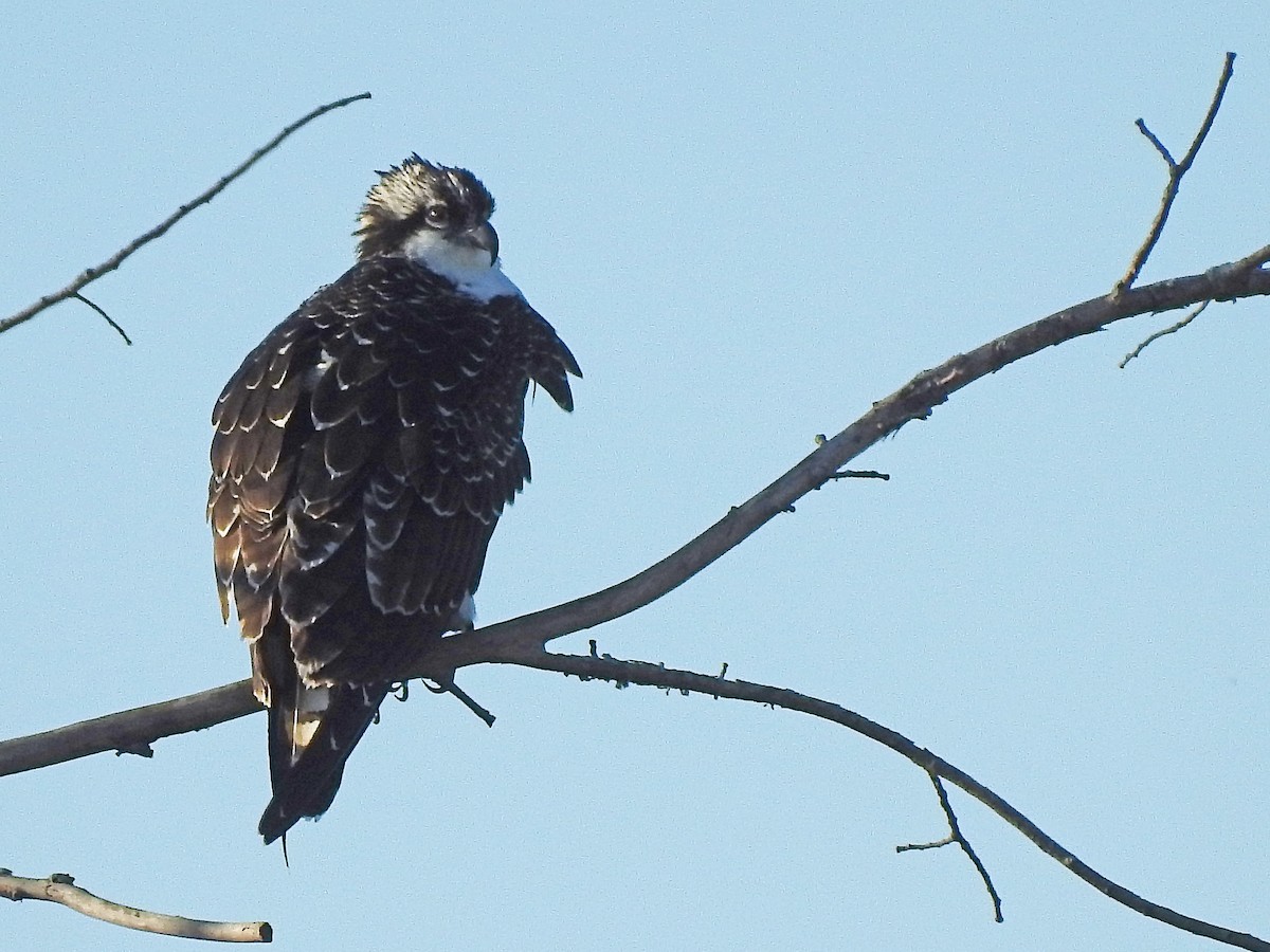 Osprey - ML372863821