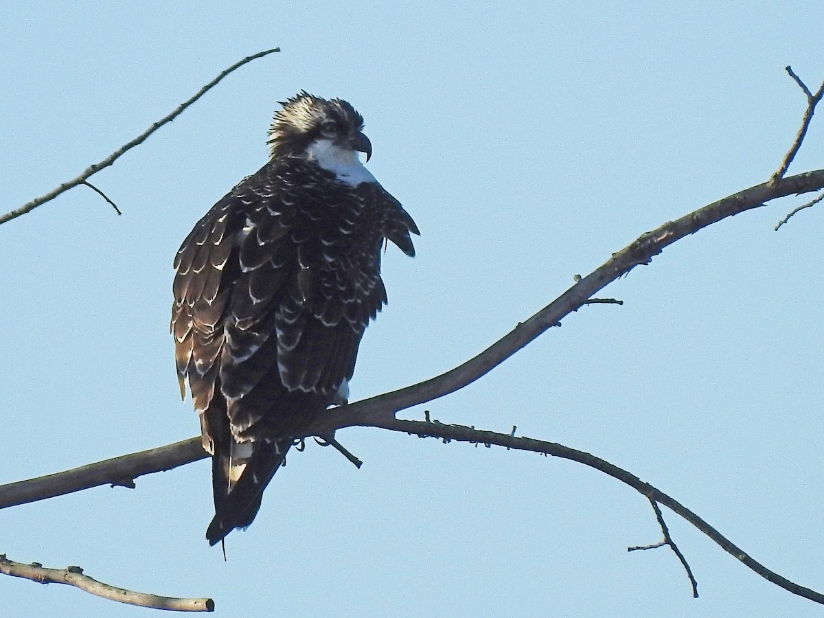 Osprey - ML372863831