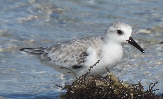 Bécasseau sanderling - ML372864671