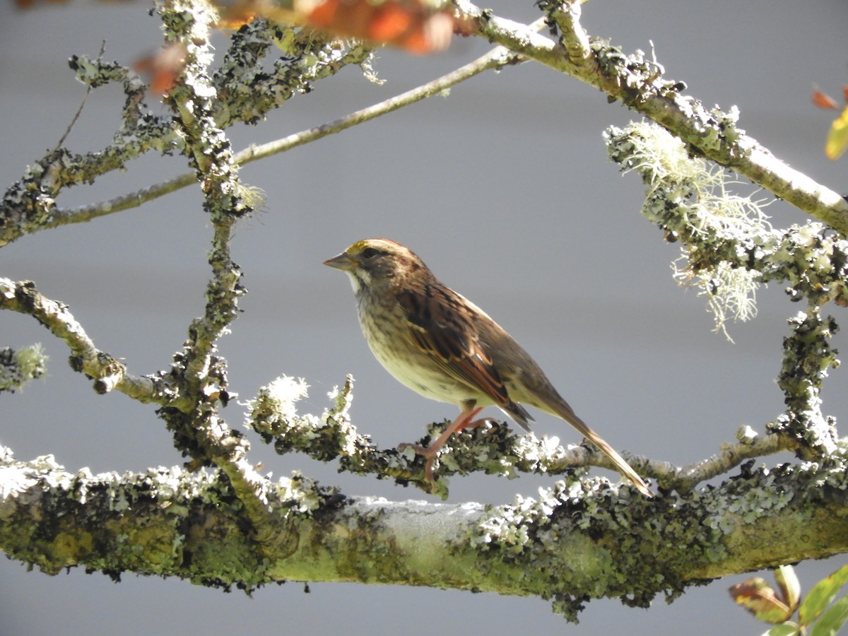 White-throated Sparrow - Cliff Cordy