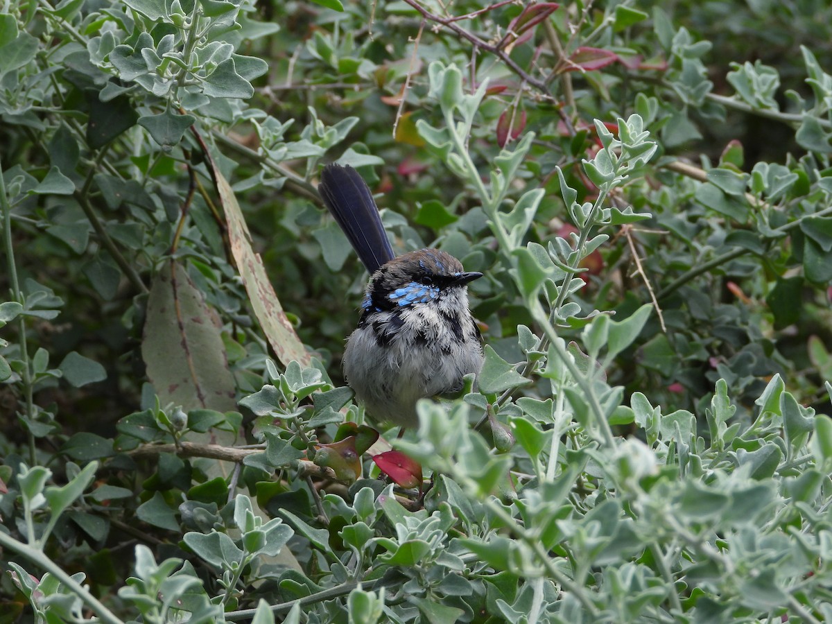 Superb Fairywren - ML372865991