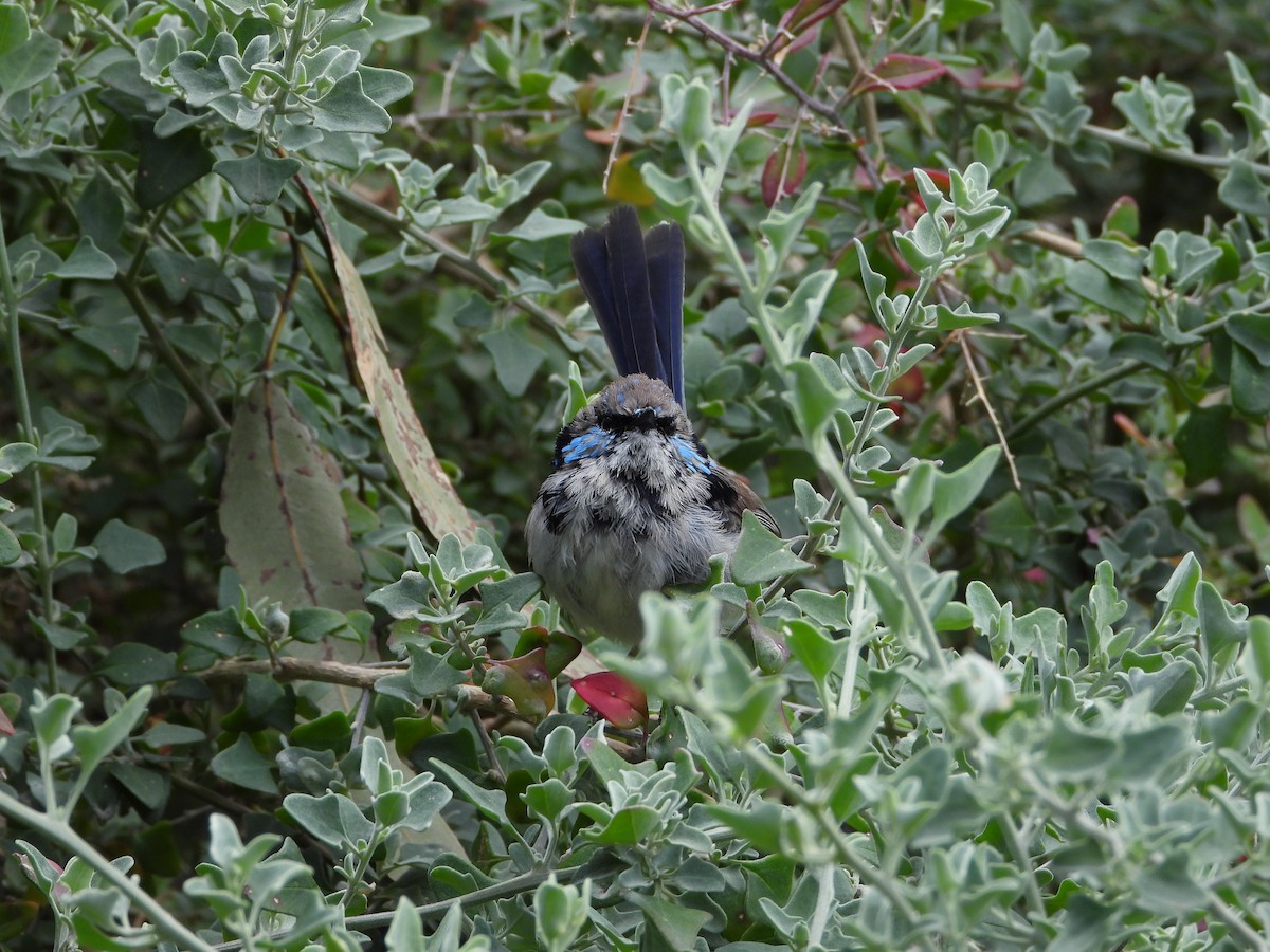 Superb Fairywren - ML372866421