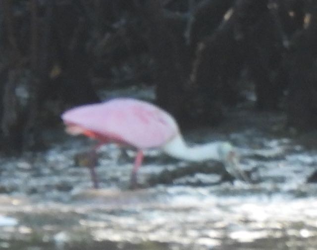 Roseate Spoonbill - Vern Tunnell