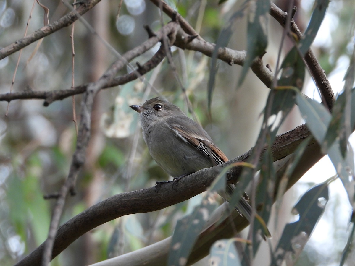 Golden Whistler - ML372867731