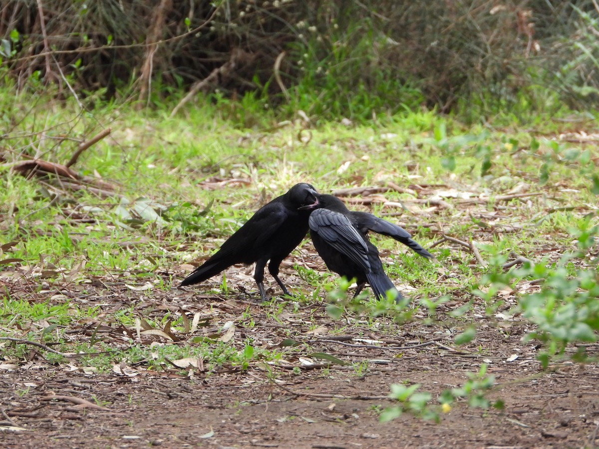 Little Raven - troy and karyn zanker