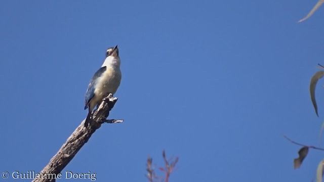 Sacred Kingfisher - ML372869321