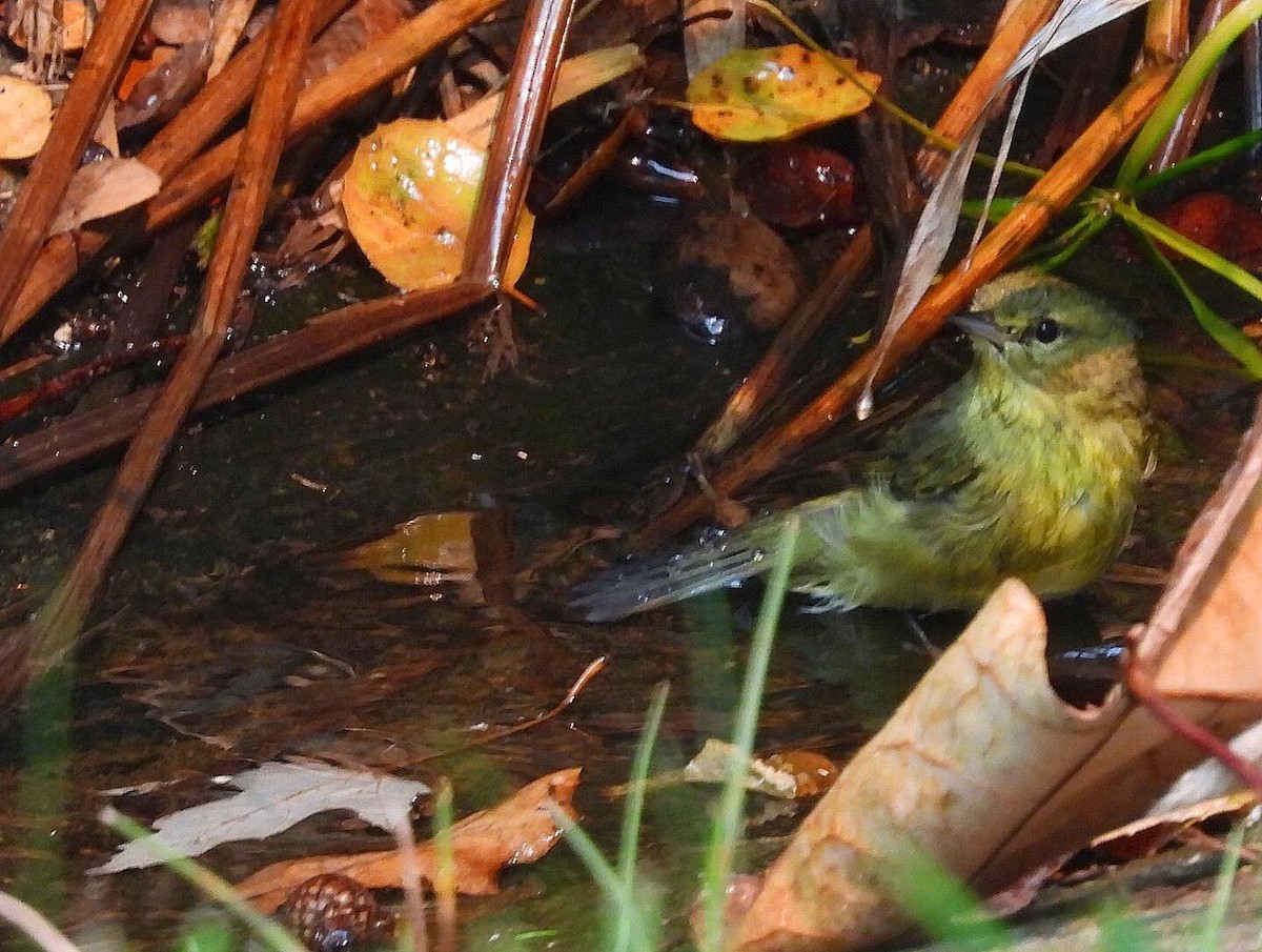 Orange-crowned Warbler - Nick & Jane