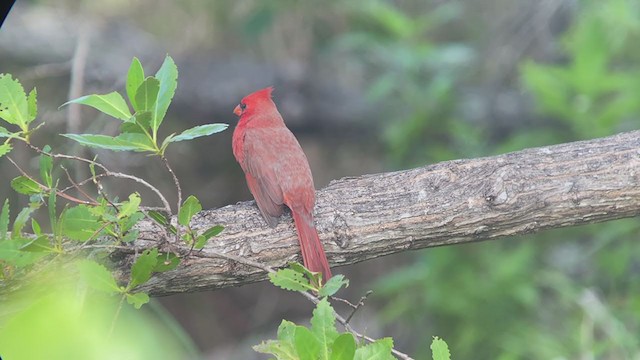Cardinal rouge (groupe cardinalis) - ML372874441