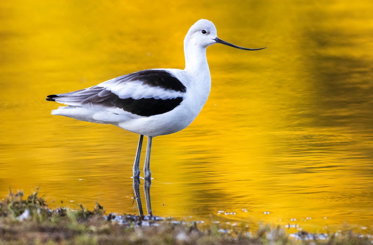 American Avocet - ML372877081