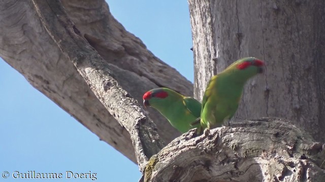 Musk Lorikeet - ML372877321