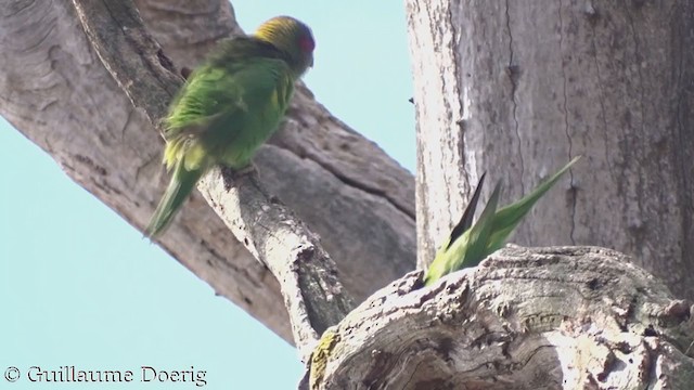 Musk Lorikeet - ML372877401