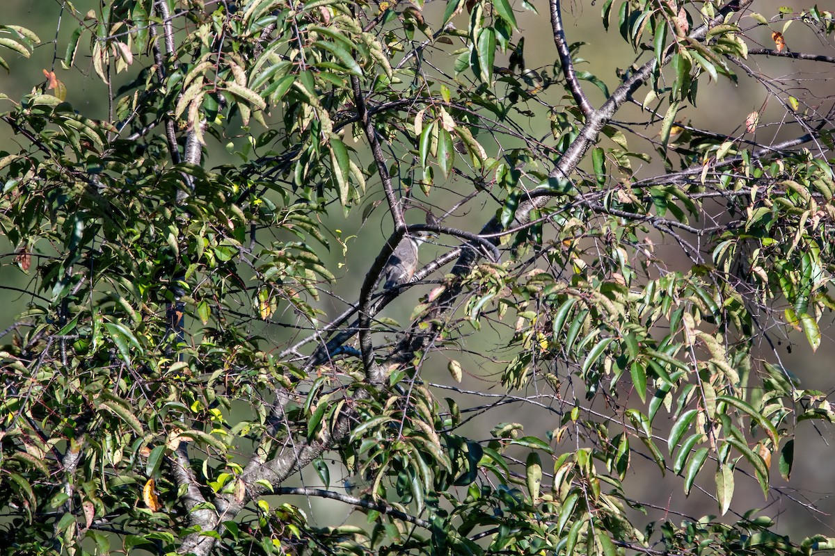 Yellow-billed Cuckoo - ML372879461