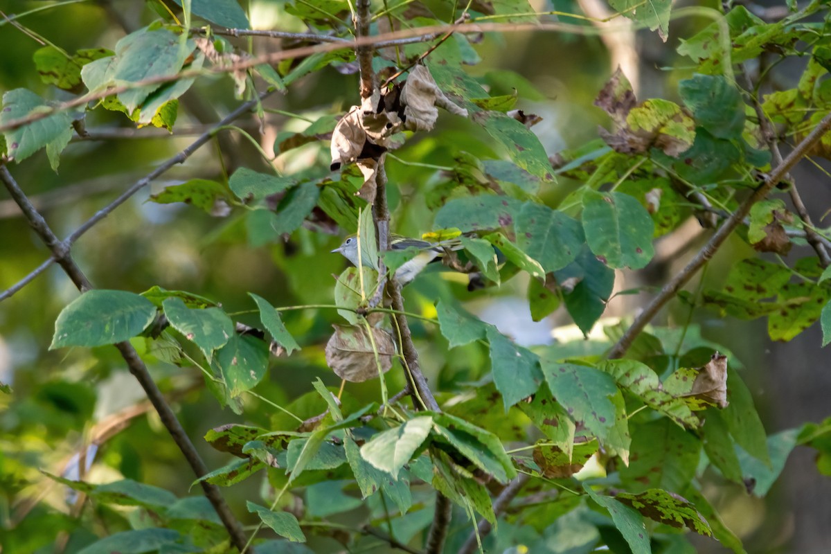 Chestnut-sided Warbler - ML372879701