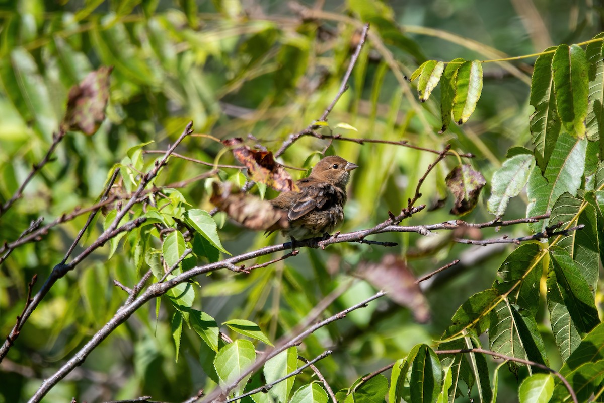 Passerin indigo - ML372879861