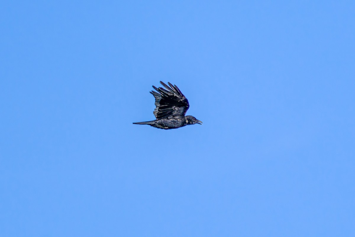 American Crow - ML372881571