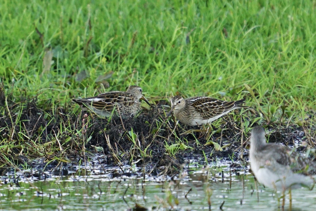 Pectoral Sandpiper - Meg Saunders