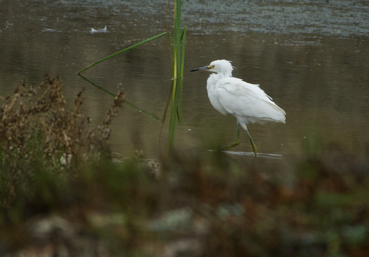 Snowy Egret - ML372883341