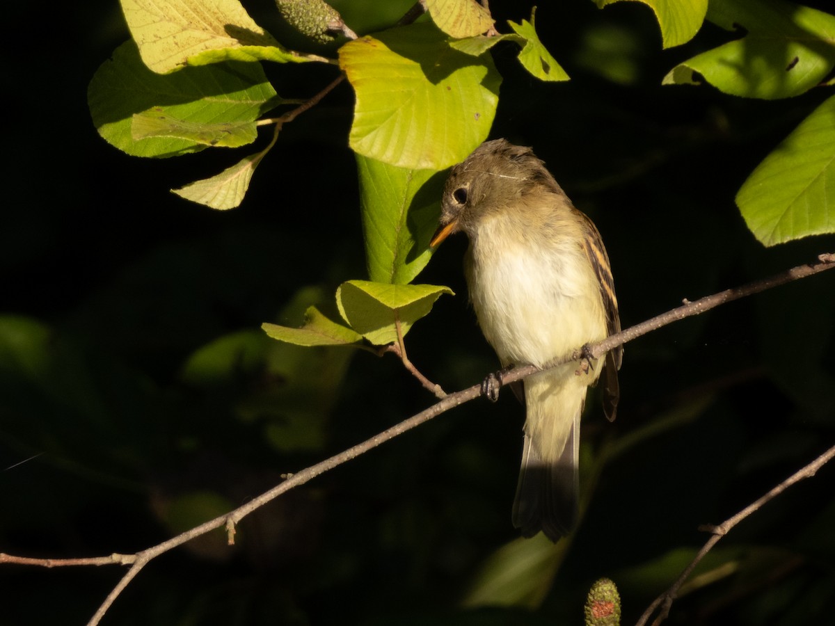 Least Flycatcher - ML372885561