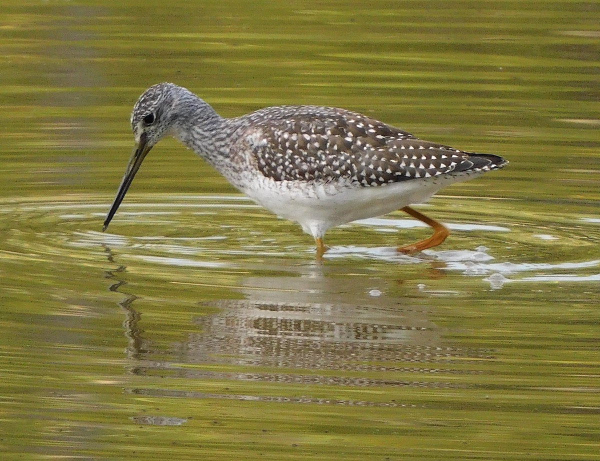 Greater Yellowlegs - ML372888741