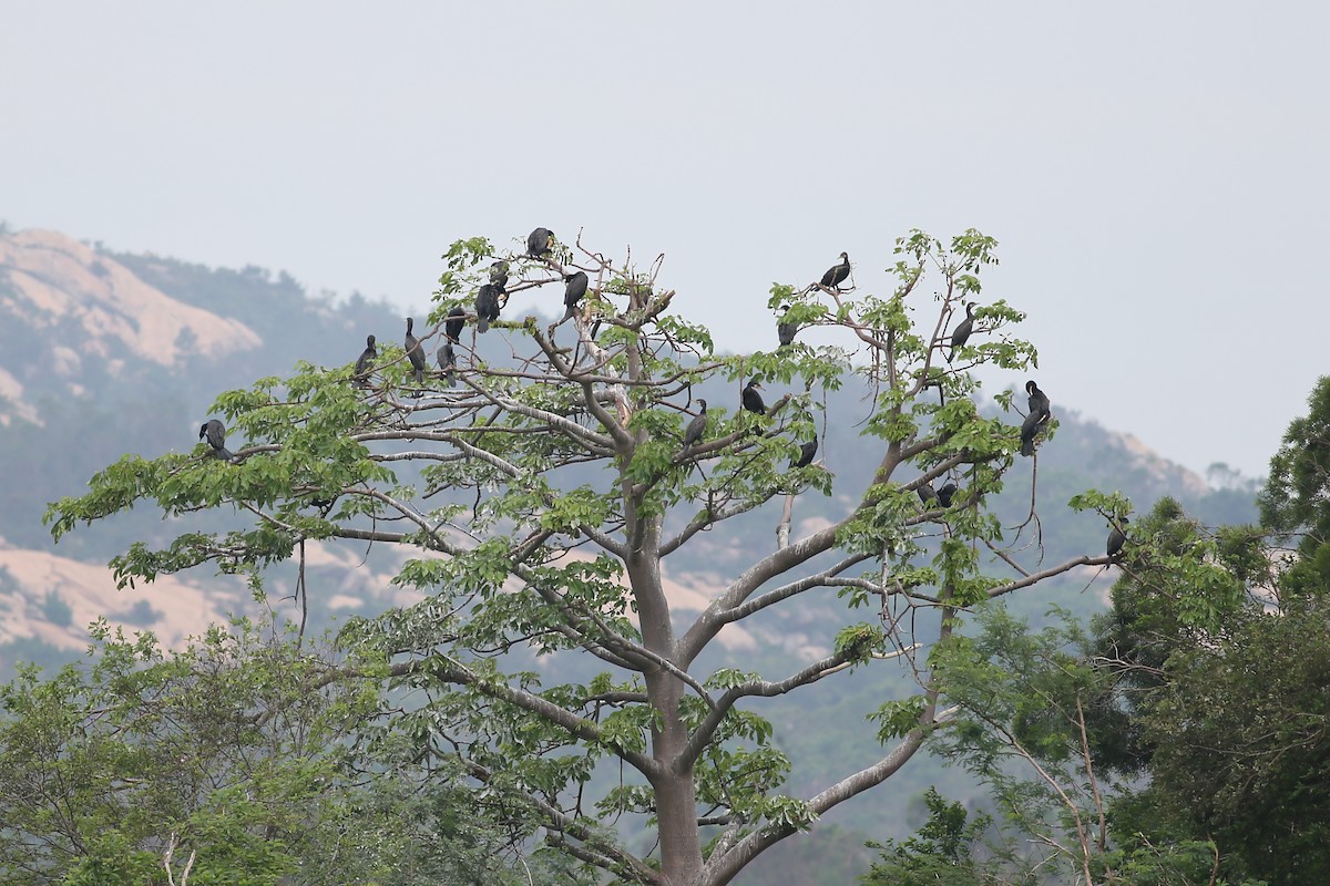 Great Cormorant (Eurasian) - ML37288931